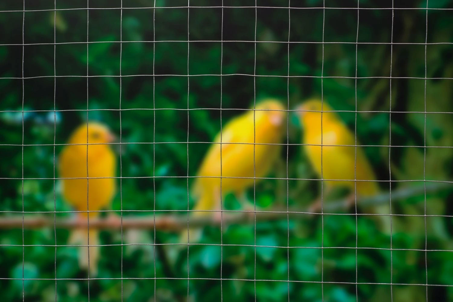 Nature Gaas Vierkant 13x13mm Verzinkt 1x2.50m 4 Nature Gaas Vierkant 13x13mm Verzinkt 1x2.50m - Afbeelding 2