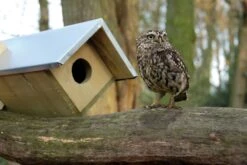Esschert Vogelhuis Steenuilkast -Tuin Decoratie NK44 41