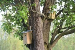 Esschert Vogelhuis Observatienestkast 21 Esschert Vogelhuis Observatienestkast -Tuin Decoratie NKO 43