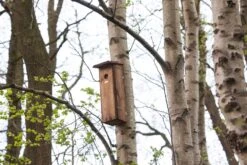Esschert Vogelhuis Nestkast Grote Bonte Specht -Tuin Decoratie NKX 41