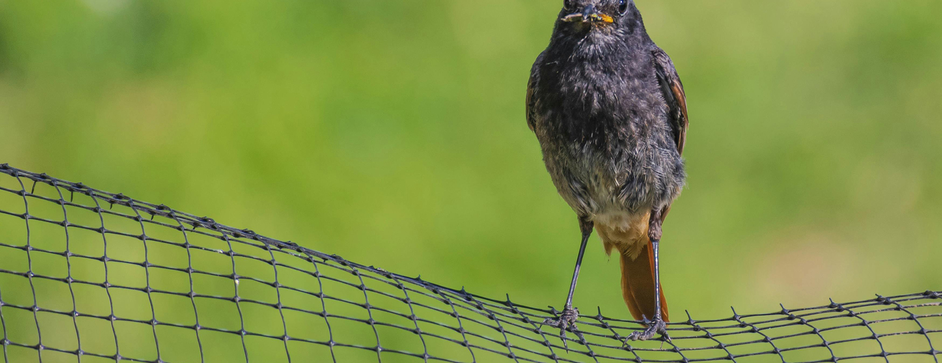 Tuin Decoratie -Tuin Decoratie pexels 1609538911 28288706