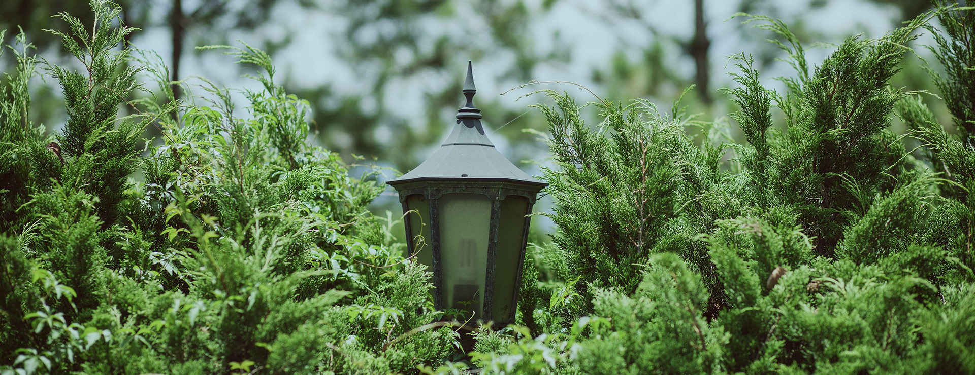 Tuin Decoratie -Tuin Decoratie pexels phamthe 27745114